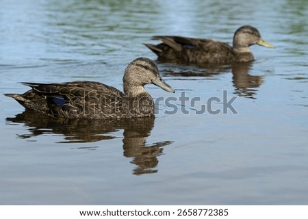 A pair of black ducks (Anas rubripes) slowly passing by. The female has the green bill and the male has the yellow bill.