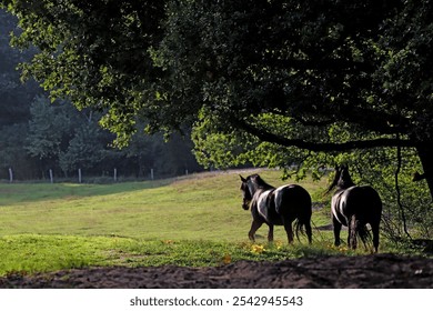 A pair of black horses grazing on a sunny field - Powered by Shutterstock