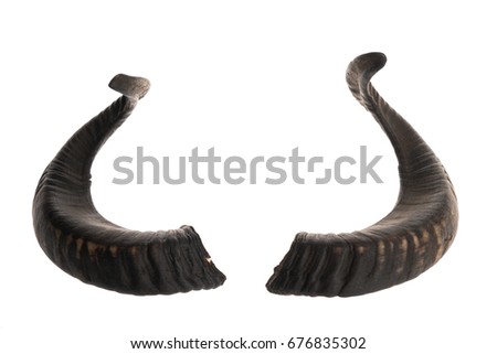 Pair of black ram horns, isolated on white background 