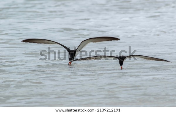 A\
pair of black skimmer birds skim the surface of the water at Lovers\
Key State Park on the Gulf Coast of Florida at sunset.\
