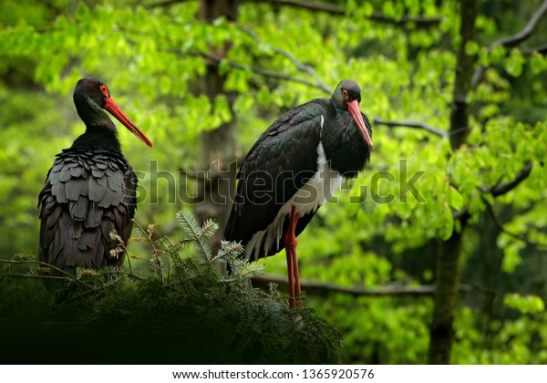 Pair black stork on the nest. Wildlife scene from\
nature. Bird Black Stork with red bill, Ciconia nigra, sitting on\
the nest in the forest. Animal spring nesting behavior in the\
forest.