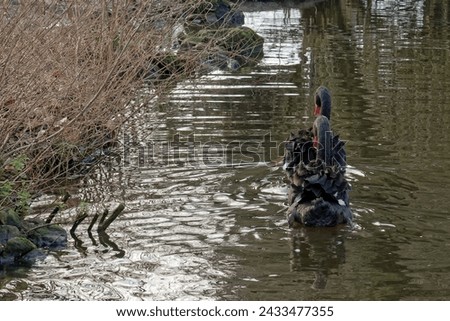 A pair of black swans swims along the shoreline of a shallow water channel.