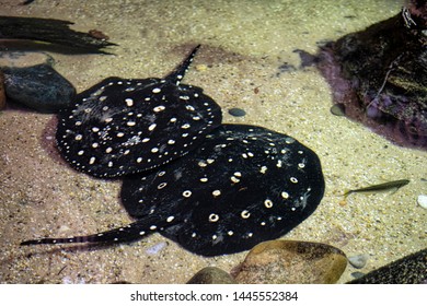 Pair Of Black And White Polka Dot Sting Rays On Sea Floor