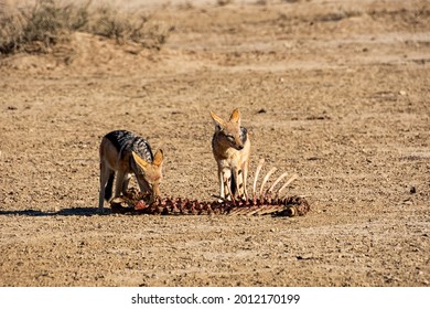 A pair of Black-backed Jackals with the spine of an antelope in Southern African savanna