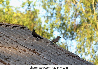 A Pair Of Blackbird Parents Waiting To Feed Their Babies.