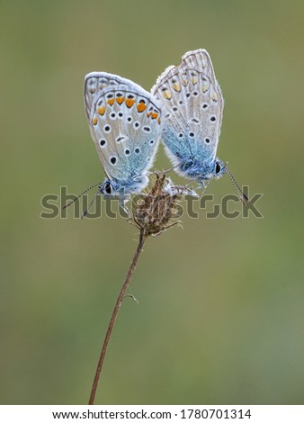 pair of blue butterflies, you can see a brightly colored young woman with full wings and an older one with dull colors and broken wings