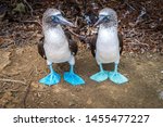 Pair of Blue Footed Boobies. Endemic birds of the Latin America Pacific, Galapagos and Isla de la plata