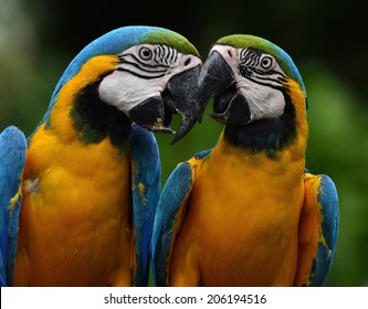 Pair of Blue and Gold Macaw birds kissing each other in sweet moments