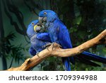 Pair of blue hyacinth macaw (Anodorhynchus hyacinthinus) perched on branch touching beaks. The largest macaw and flying parrot species. Wildlife scene from nature habitat. Habitat Amazon Basin.