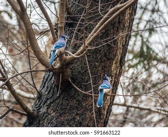 Pair Of Blue Jay Birds At Central Park - New York, USA