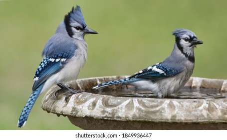 Bathing Bluejay High Res Stock Images Shutterstock