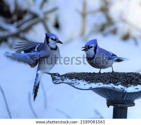 A  pair of blue jays in the winter on a bird feeder