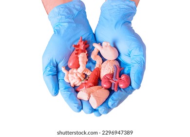 Pair of blue surgical-gloved hands holding miniature anatomical models of essential human organs. Medicine, anatomy, health and donation related background.