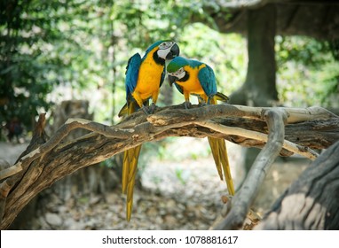 Pair of blue and yellow gold macaw parrot on wood
