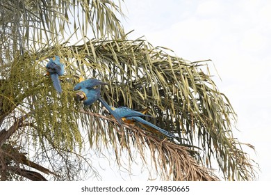 Pair of blue-and-yellow macaws interacting on a branch