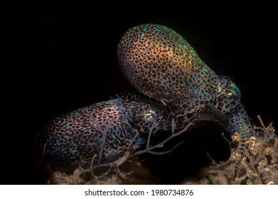 A Pair Of Bob-tailed Squid Mating