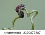 A pair of boll weevils are foraging on the tendrils of a wild plant. This insect, which is known as a pest of cotton plants, has the scientific name Anthonomus grandis.