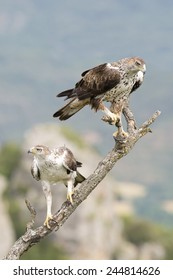 A Pair of Bonelli's Eagle (Aquila fasciata) perched on a branch.
