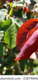 A Pair Of Branches With Green And Red Leaves, On A Rose Bush, On The Sunlight, In Shiny Dew Drops (macro, Top View, Vertical Photo).