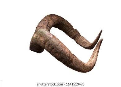 Pair of brown goat horns.