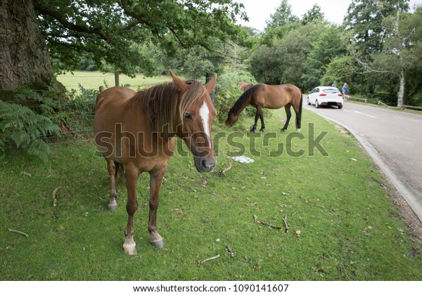 Pair of brown New Forest ponies grazing\
by the side of the road on a summer day with a car passing in the\
New Forest in Hampshire in the United\
Kingdom.