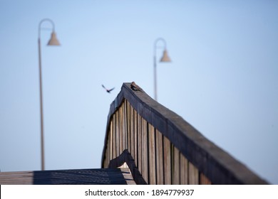 Pair Of Brown-headed Cowbirds (Molothrus Ater) On A Bridge's Railing With An Out Of Focus Red-winged Blackbird (Agelaius Phoeniceus) Flying Toward Them