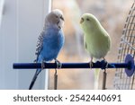 A pair of budgies sitting on a perch in the room. Birds