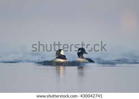 A pair of Bufflehead ducks quickly swim along pushing water in front of them.