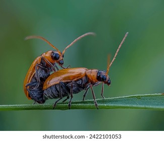 A pair of bugs are mating on green grass leaves with a natural green background