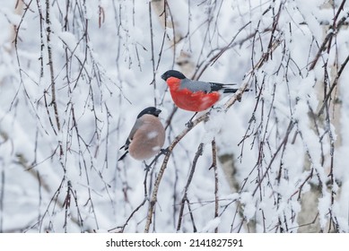 Pair of bullfinch birds on the tree branch at winter day. - Powered by Shutterstock