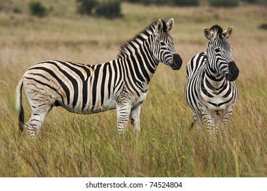 A Pair Of Burchell's Zebras Standing On Alert In Grassland