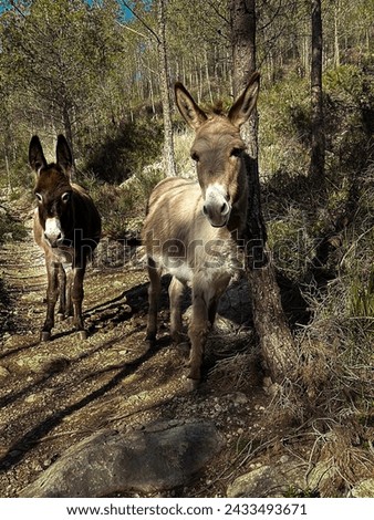 Pair of Burros Resting on a Shaded Trail.Jack, Jenny, Jennet, Ass, Ase, Ruc.