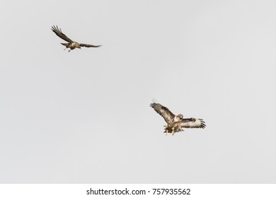 Pair Of Buzzards (Buteo Buteo) Attacking Juvenile Intruder. Territorial Birds Of Prey Engaging Unwelcome Trespasser In Flight, Near Bath, Somerset, UK