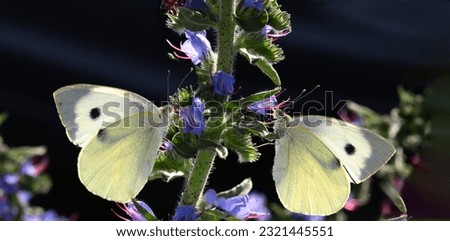 A pair of cabbage butterflies on purple flowers of an ordinary bruise