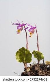 A pair of Calypso bulbosa orchids isolated on a light backdrop.