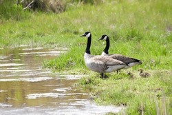 A Pair Of Canada Geese (Branta Canadensis) With Their Young Gosling In Salt Marsh Wetlands At Assateague Island National Seashore, Maryland