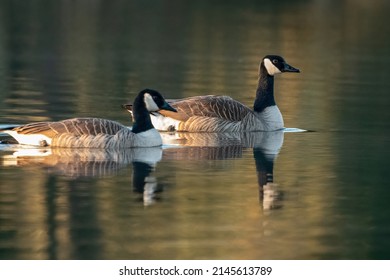 Pair of Canada geese (Branta canadensis) swimming on a lake in the early hours of the morning. Norfolk, UK.