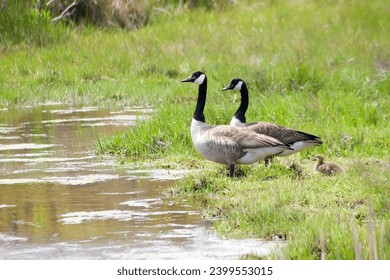 A pair of Canada Geese (Branta canadensis) with their young gosling in salt marsh wetlands at Assateague Island National Seashore, Maryland