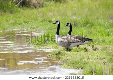 A pair of Canada Geese (Branta canadensis) with their young gosling in salt marsh wetlands at Assateague Island National Seashore, Maryland