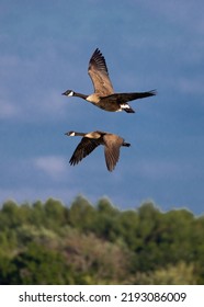 Pair Of Canada Geese Flying