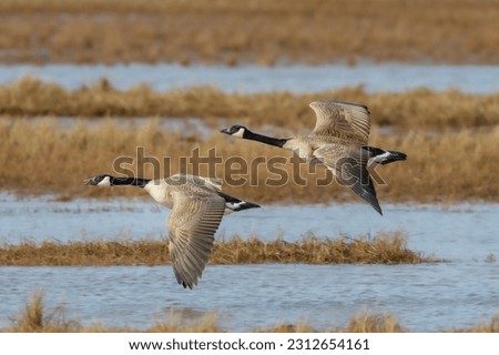 Pair of Canada Geese flying past over salt marsh