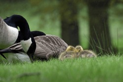A Pair Of Canada Geese Goslings (Branta Canadensis) Huddled Against The Rain.