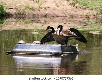 Pair Of Canada Geese Landing On Turtle Island