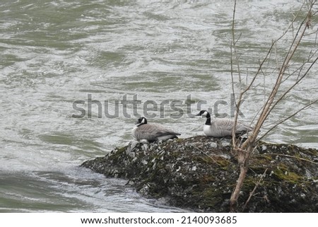 A pair of Canada geese nesting on the small island in Cow Creek, in the Umpqua National Forest, Douglas County, Oregon.