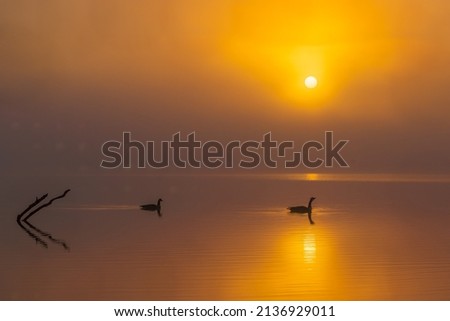 A pair of Canada Geese paddle silently across the calm surface of a lake as the sun rises on a foggy morning.