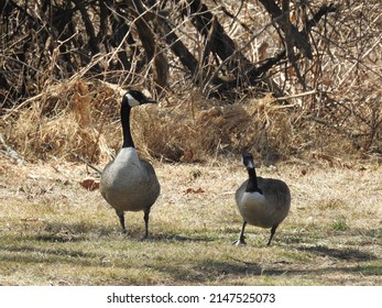 A Pair Of Canadian Geese Enjoying A Beautiful Day In Montgomery County, Pennsylvania.