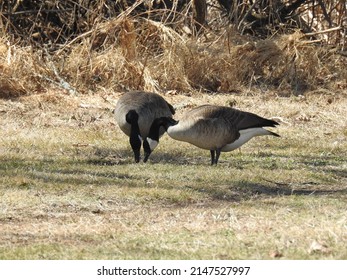 A Pair Of Canadian Geese Grazing On The Grass In Montgomery County, Pennsylvania.