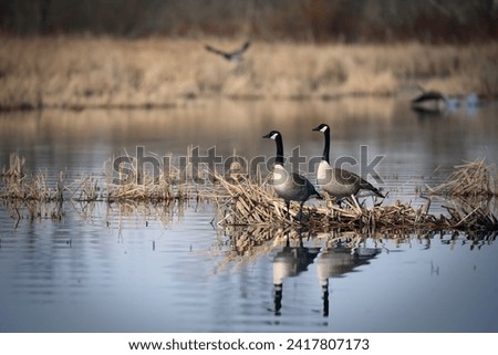 Pair of Canadian Geese Nesting