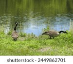 A pair of Canadian geese, one foraging the wetlands for food, while the other watches for danger. Bombay Hook National Wildlife Refuge, Kent County, Delaware. 