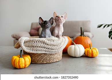 Pair of Canadian sphynx kittens of different pattern type sitting in a wicker basket cat bed near bunch of different pumpkins. Purebred hairless kitties in cattery. Close up, copy space, background